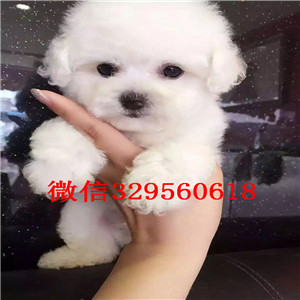 青岛出售纯种泰迪犬白色泰迪多少钱玩具体泰迪