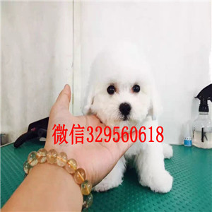 贵阳哪里能买到泰迪犬白色泰迪多少钱微小体泰