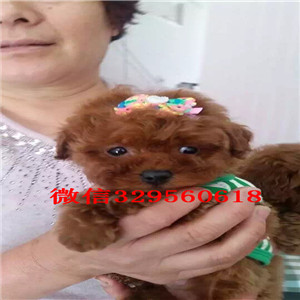 广安出售纯种泰迪犬白色泰迪多少钱标准体泰迪