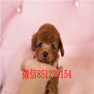 铜川犬舍繁殖泰迪犬健康有保障送礼品签协议售后三包