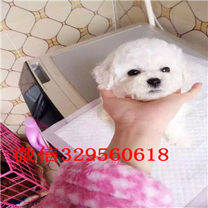 湘潭出售纯种泰迪犬红色泰迪多少钱微小体泰迪犬泰迪犬犬舍