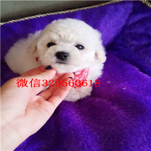 襄樊哪里能买到泰迪犬黑色泰迪多少钱茶杯体泰