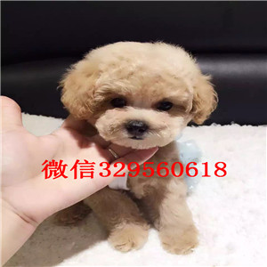 东营哪里能买到泰迪犬黑色泰迪多少钱微小体泰