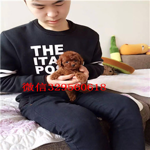 漯河哪里有卖纯种泰迪白色泰迪多少钱茶杯体泰