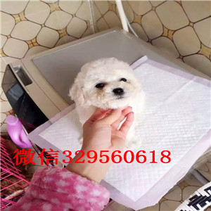 湘潭出售纯种泰迪犬红色泰迪多少钱微小体泰迪