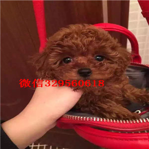 平凉哪里能买到泰迪犬白色泰迪多少钱玩具体泰