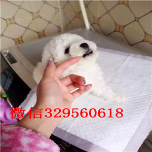 湘潭出售纯种泰迪犬红色泰迪多少钱微小体泰迪犬泰迪犬犬舍