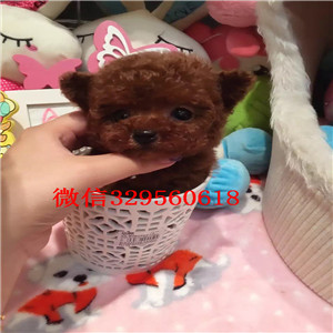 阿里出售纯种泰迪犬红色泰迪多少钱标准体泰迪