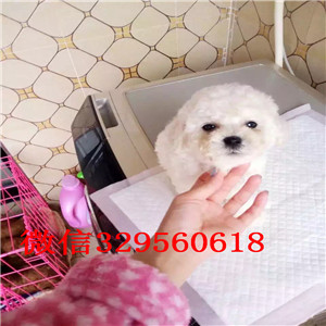 湘潭出售纯种泰迪犬红色泰迪多少钱微小体泰迪犬泰迪犬犬舍