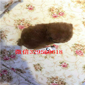 琼中哪里有卖纯种泰迪灰色泰迪多少钱标准体泰