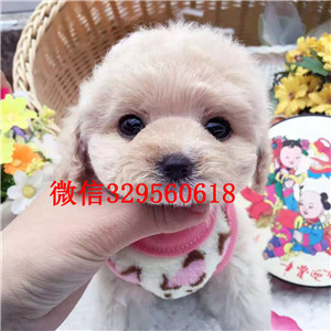 宝鸡哪里有卖纯种泰迪红色泰迪多少钱微小体泰迪犬泰迪犬狗场