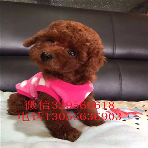 西安基地出售精品泰迪犬 售后有保障签订活体