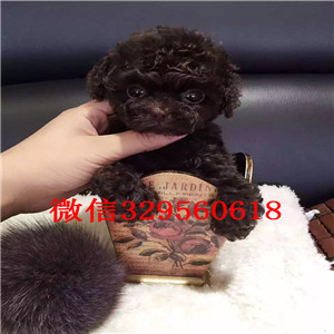 丽江出售纯种泰迪犬灰色泰迪多少钱茶杯体泰迪