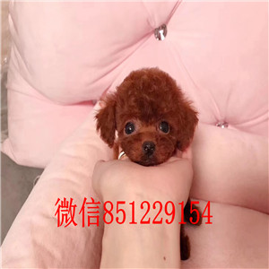 青岛狗场出售韩系血统泰迪犬 已做好进口疫苗和驱虫