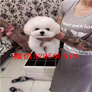 北海哪里有卖纯种泰迪红色泰迪多少钱茶杯体泰迪犬泰迪犬图片