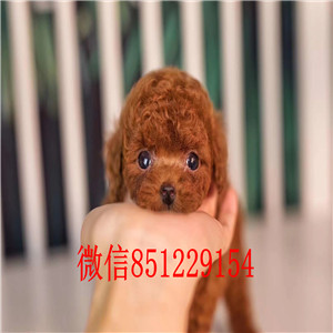 铜川犬舍繁殖泰迪犬健康有保障送礼品签协议售后三包