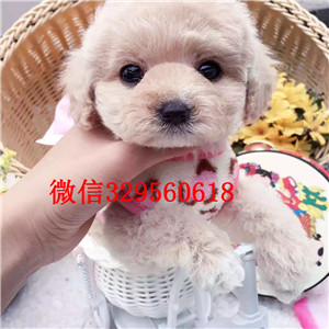 宝鸡哪里有卖纯种泰迪红色泰迪多少钱微小体泰迪犬泰迪犬狗场