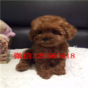 黔西南出售纯种泰迪犬红色泰迪多少钱玩具体泰
