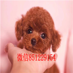 青岛狗场出售韩系血统泰迪犬 已做好进口疫苗和驱虫