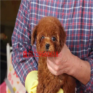 焦作哪里有卖纯种泰迪白色泰迪多少钱茶杯体泰