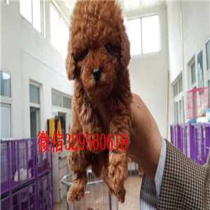 内江出售纯种泰迪犬黑色泰迪多少钱玩具体泰迪