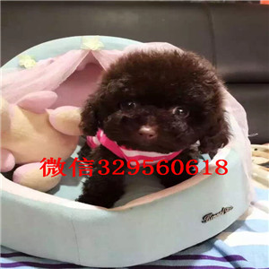 滨州出售纯种泰迪犬白色泰迪多少钱玩具体泰迪