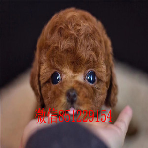 青岛狗场出售韩系血统泰迪犬 已做好进口疫苗