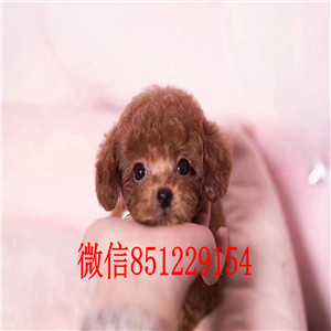 铜川犬舍繁殖泰迪犬健康有保障送礼品签协议售后三包