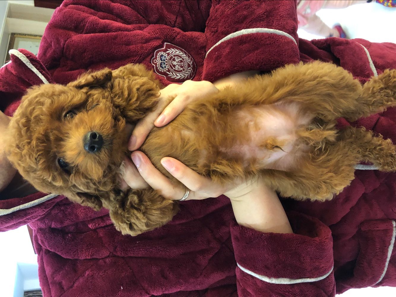 自家泰迪 养不过来 求好心人有偿领养