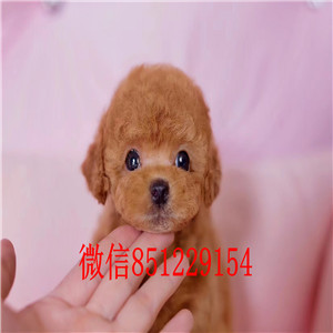 养殖场直销玩具茶杯宁波泰迪犬 娃娃脸超可爱