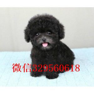 文山出售纯种泰迪犬多少钱红色泰迪专业繁殖小