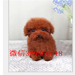 阳江出售纯种泰迪犬多少钱买纯种泰迪幼犬灰色