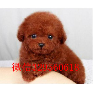 益阳专业繁殖泰迪犬繁殖可爱玩具体泰迪繁殖可