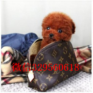 攀枝花专业繁殖泰迪犬红色泰迪出售纯种泰迪犬