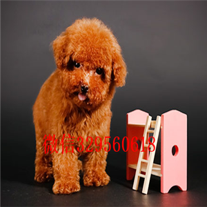 湘潭出售纯种泰迪犬多少钱繁殖可爱玩具体泰迪灰色泰迪纯种泰迪犬多少钱