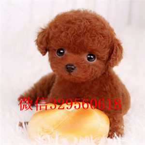 陇南哪里有卖纯种泰迪红色泰迪出售纯种泰迪犬幼犬纯种泰迪幼犬待售