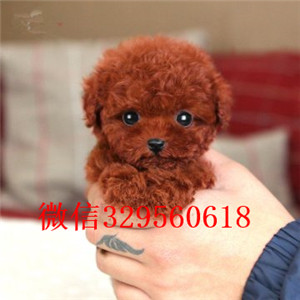 怒江专业繁殖泰迪犬买纯种泰迪幼犬专业繁殖小