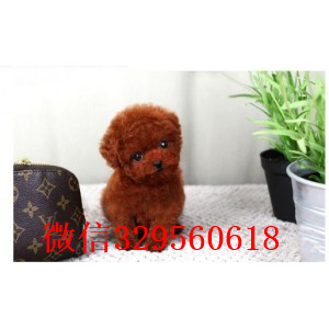 辽阳出售纯种泰迪犬多少钱红色泰迪繁殖可爱玩