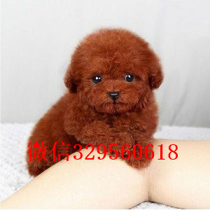 石景山出售纯种泰迪犬多少钱红色泰迪专业繁殖小泰迪宝宝玩具泰迪多少钱