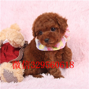 黄山专业繁殖泰迪犬繁殖可爱玩具体泰迪黑色泰