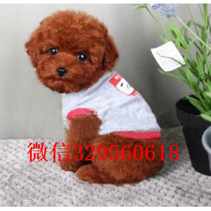 西双版纳出售纯种泰迪犬多少钱繁殖可爱玩具体