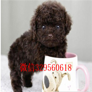 西城哪里有卖纯种泰迪买纯种泰迪幼犬黑色泰迪犬舍繁殖纯种泰迪