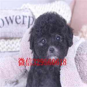 崇明出售纯种泰迪犬多少钱繁殖可爱玩具体泰迪