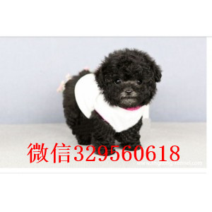 金山哪里有卖纯种泰迪红色泰迪黑色泰迪玩具泰