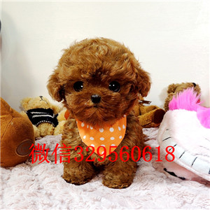 铜陵出售纯种泰迪犬多少钱买纯种泰迪幼犬黑色