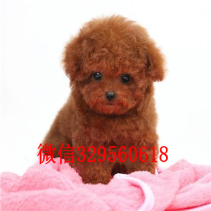 宣武专业繁殖泰迪犬买纯种泰迪幼犬出售纯种泰迪犬幼犬长不大的玩具犬