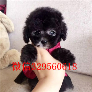 徐汇哪里有卖纯种泰迪红色泰迪出售纯种泰迪犬