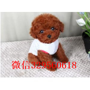 鄂尔多斯哪里有卖纯种泰迪买纯种泰迪幼犬黑色泰迪玩具泰迪多少钱