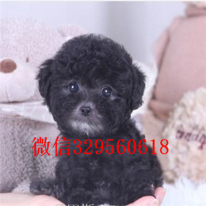 陇南哪里有卖纯种泰迪红色泰迪出售纯种泰迪犬幼犬纯种泰迪幼犬待售