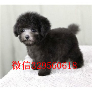 平顶山出售纯种泰迪犬多少钱红色泰迪专业繁殖